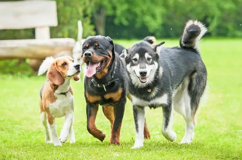 13 More Reasons To Be Excited About FEIST DOG BREED https://avatars.mds.yandex.net/i?id=8f7ea3f234a34b38b2533067d94a2e593f709a0b-5161502-images-thumbs&n=13