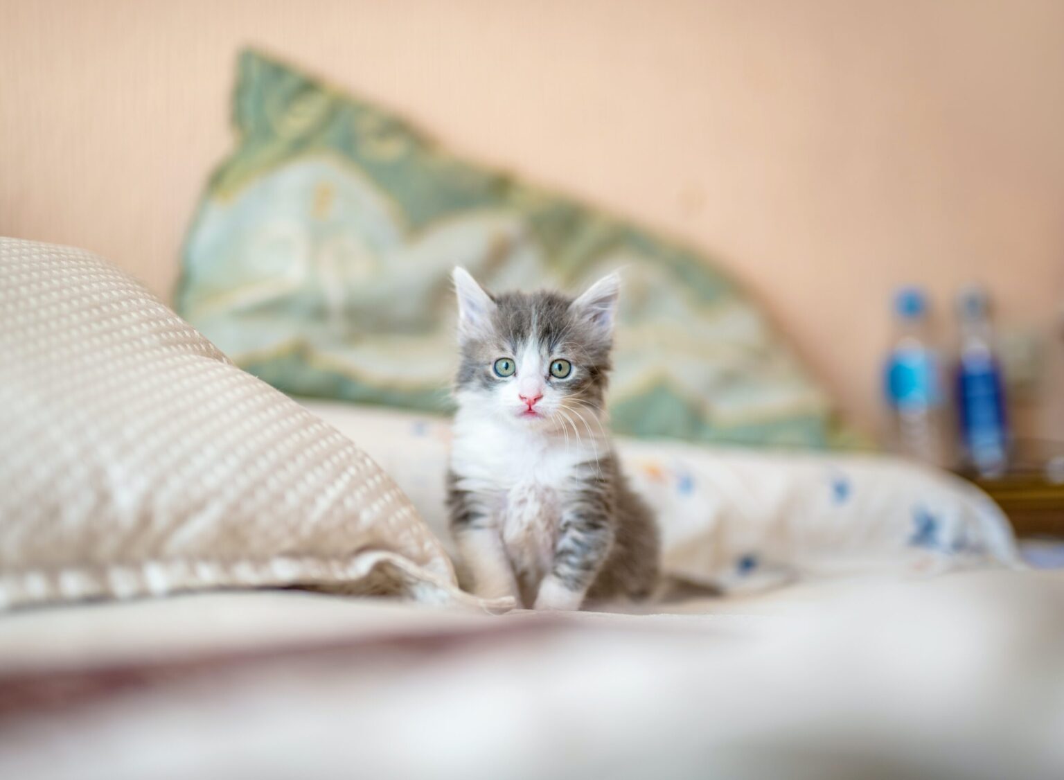 Cute Cats Are Essential For Your Success. Read This! Cute Cats