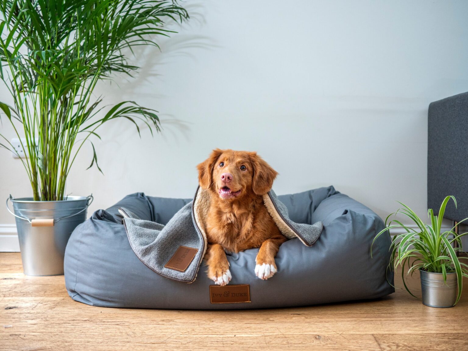GOT STUCK? TRY THESE TIPS TO STREAMLINE YOUR PET SMART