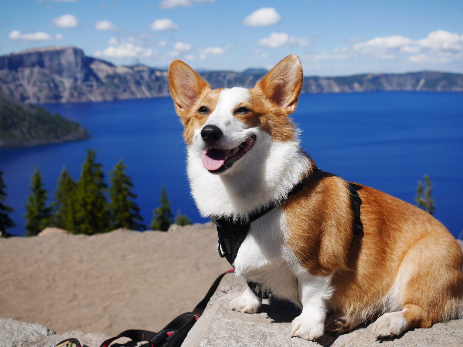 The Untapped Gold Mine Of SMILE DOG That No One Knows You Are Not The Only Person Concerned About SMILE DOG