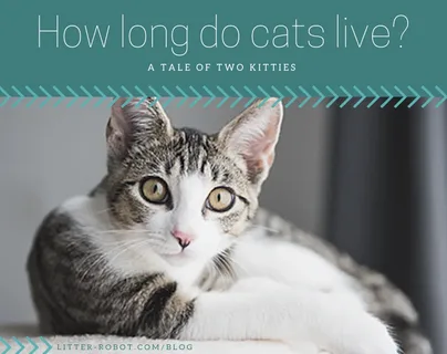 Amazing Best 60 Tips For How Long Do Cats Live How Long Do Cats Live