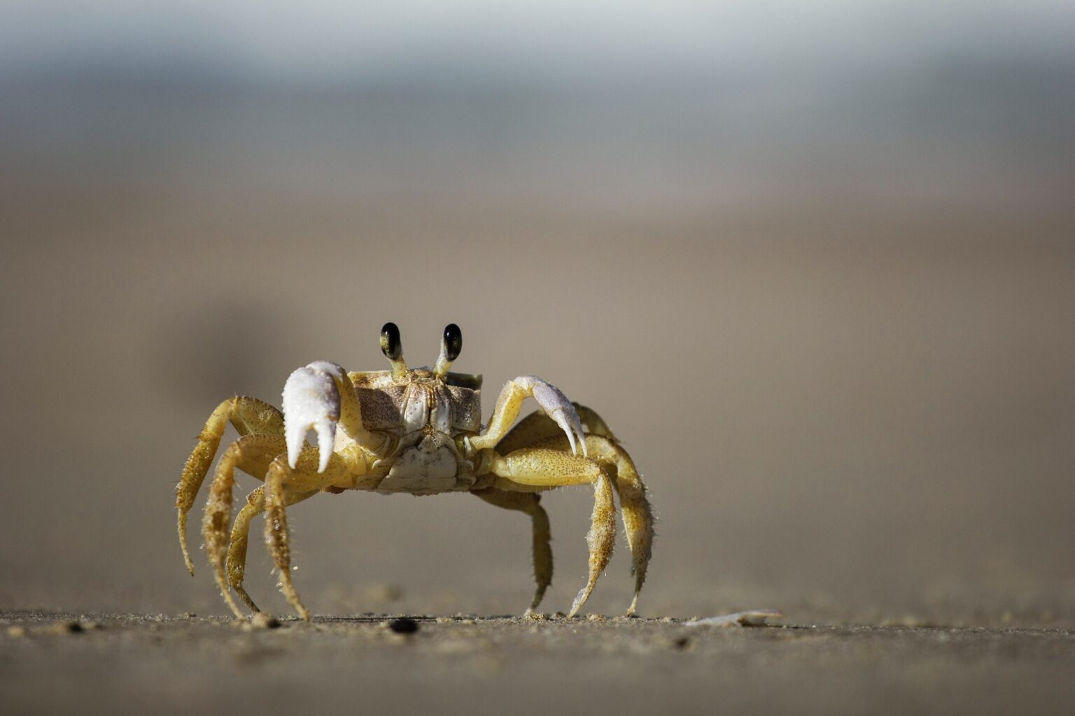 Crab Meat
