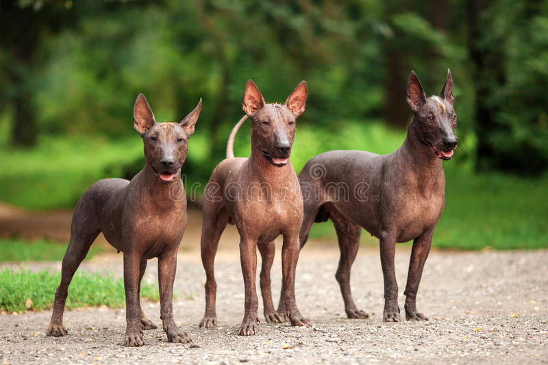 30 Little Changes That’ll Make A Big Difference With Your Ugly Dogs Ugly Dogs