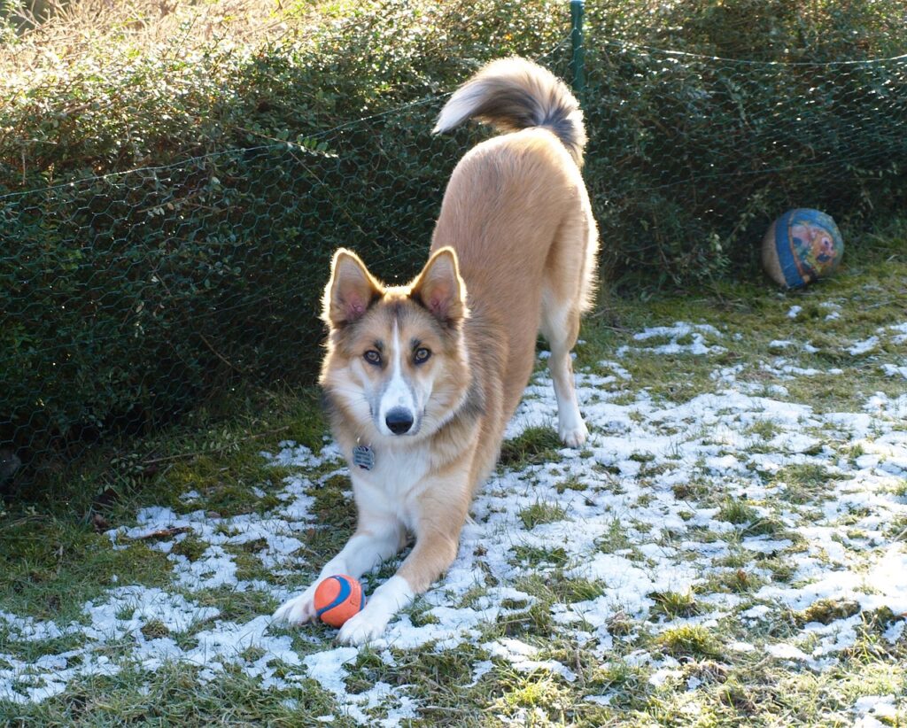 Playful Pups: Discover the Joy of the Peppy Pet Ball