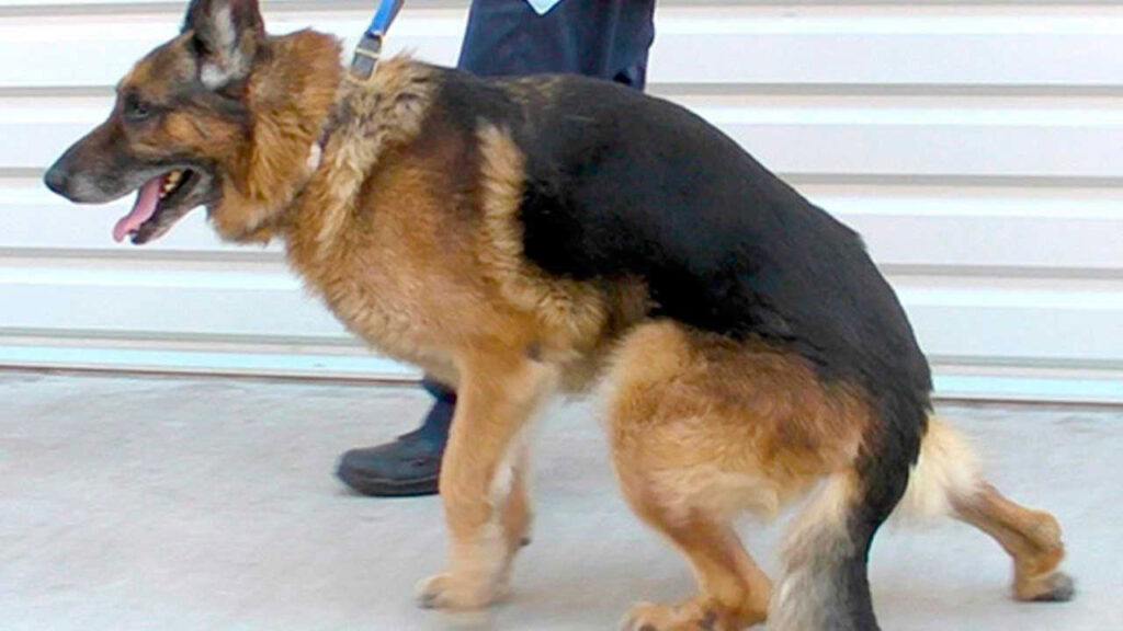 Understanding the Cost of Owning a German Shepherd: Factors to Consider