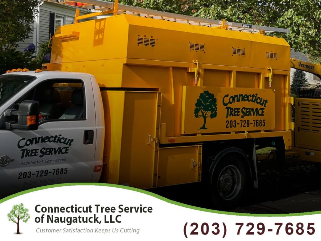 Connecticut Tree Service of Naugatuck: Your Tree Care Experts