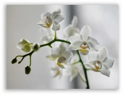Nurturing Elegance Seasonal Care Tips for White Orchids