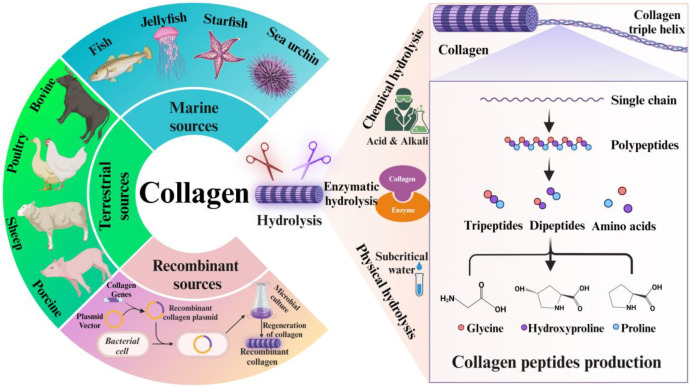 Peak Potency: Understanding the Shelf Life and Stability of Collagen Peptides