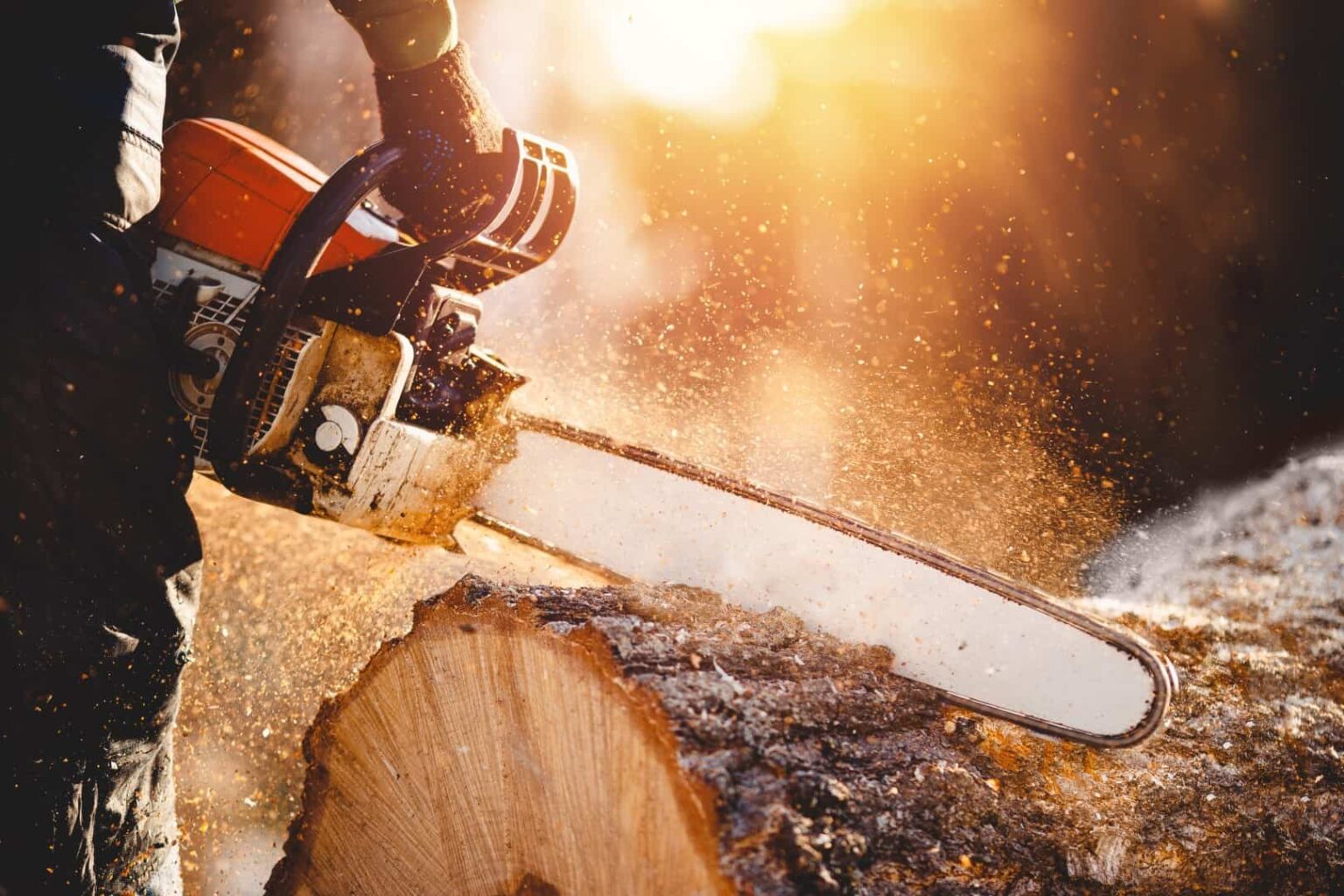 Safe & Professional Tree Removal Services: Complete Tree Felling Solutions in Tree felling Hamburg